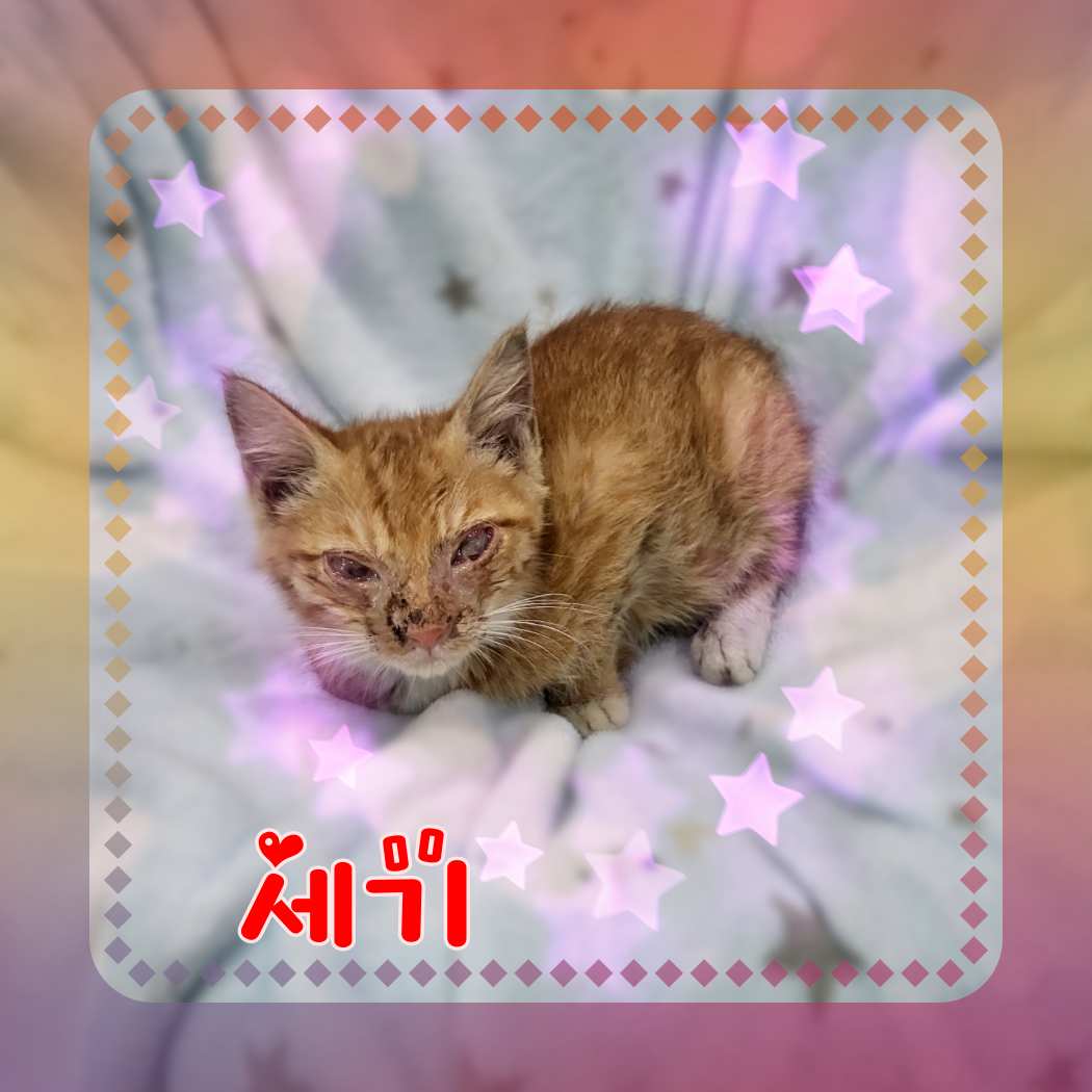 믹스묘 이미지 파일 입니다.